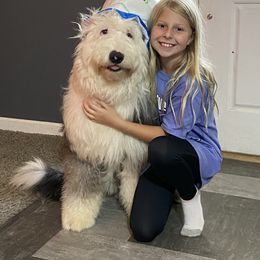 Old English Sheepdog Puppies from Heavinly Blessings Farm Pups - Old English Sheepdog Puppies