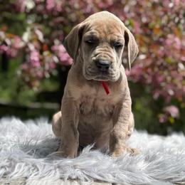 Flora - Brindle female Great Dane puppy in Beulah, Michigan from Northwood Euro Danes and Bassets