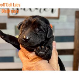 Boy 1 - Black male Labrador Retriever puppy in Sullivan, Missouri from O’Dell Labs