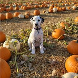LUA Aire - White and black male Dalmatian puppy in Phoenix, Arizona from Samba Flavors