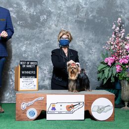 Paddy - Yorkshire Terrier