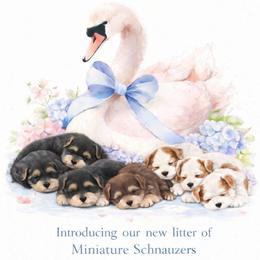 Miniature Schnauzer puppies from The Blue Eyed Schnauzer
