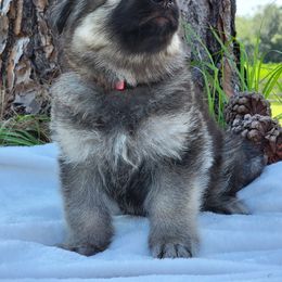 Girl 7 - Shiloh Shepherd puppy from Look Up Shilohs
