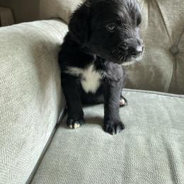 Goldendoodle Puppies from Dhalia’s Doodles