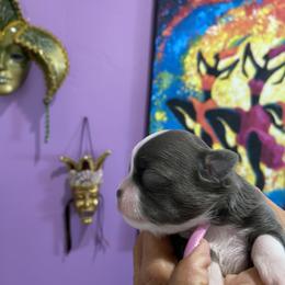 Chihuahua Puppies from King Chihuahuas