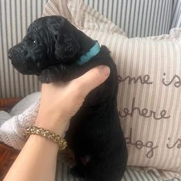 Banks (Blue collar) - Silver male Poodle puppy in Batavia, Ohio from The Livezey Standard-CKCS and Standard Poodles