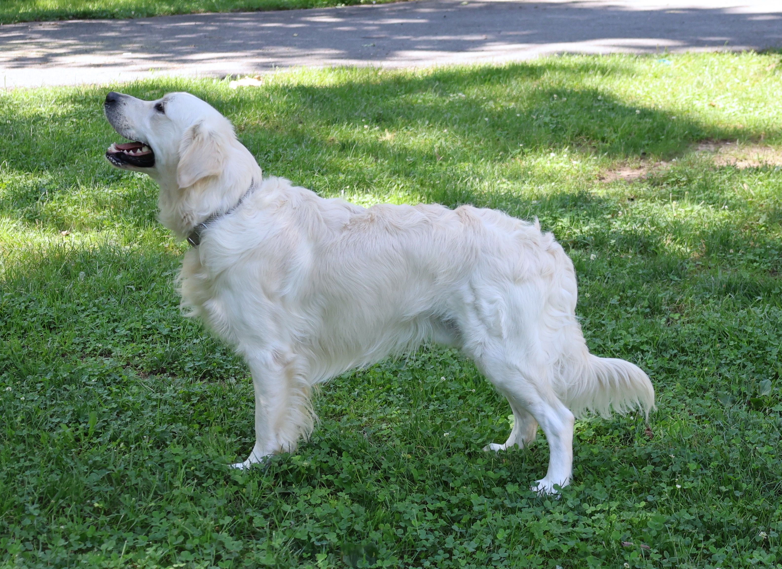 Tucker-Bred by Promise Land Goldens