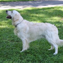 Tucker - Golden Retriever