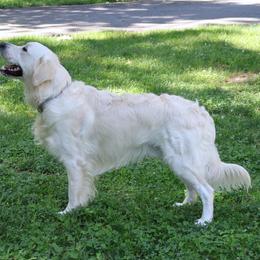 Tucker - Golden Retriever