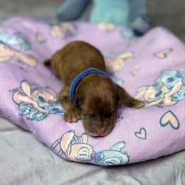 David - Merle male Whoodle puppy in Gladewater, Texas from Kalin’s K9s