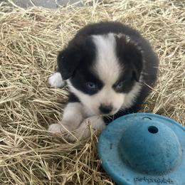 Jinu - Black tri male Miniature Australian Shepherd puppy in Interlachen, Florida from Lucky Bones Miniature Australian Shepherds