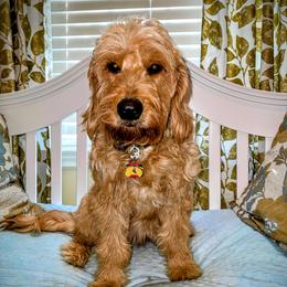 Ming - Goldendoodle