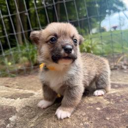 Boy 1 - White and fawn male Pembroke Welsh Corgi puppy in Maryville, Tennessee from R & T Farms