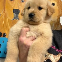 Little Debbie - Golden female Golden Retriever puppy in Saint Pauls, North Carolina from Copperfield’s Goldens