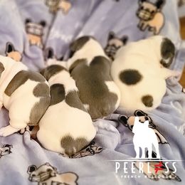 French Bulldog Puppies from PEERLESS French Bulldogs