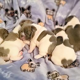 French Bulldog Puppies from PEERLESS French Bulldogs