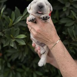 Golden Retriever Puppies from Sanctuary Ranch Goldens