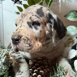Frosty - Merle male Great Dane puppy in Dundee, Michigan from Weslow AKC Danes