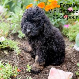 Girl 1 - Phantom female Bernedoodle puppy in Montrose, Michigan from Livy’s Doodles