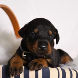 Riot - Black and rust male Doberman Pinscher puppy in Overton, Texas from Obsidian Kennel