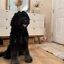 Oreo - Bernedoodle