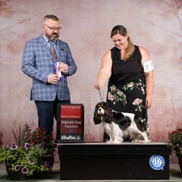 Della - Cavalier King Charles Spaniel
