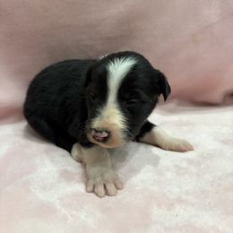 Border Collie Puppies from Vowell Farm Border Collies