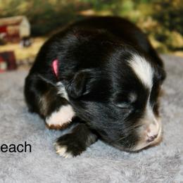 Peach - Black tri female Miniature Australian Shepherd puppy in Ronan, Montana from Dirt Road Aussie’s of Montana