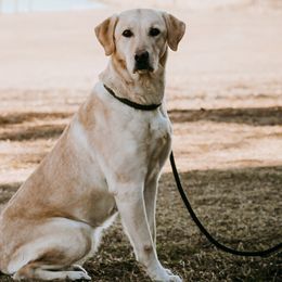 Labrador Retrievers and Miniature Schnauzers from J Bar B Kennels