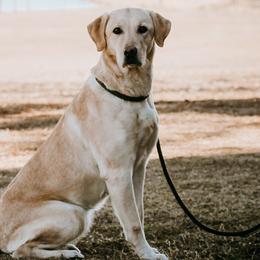 Labrador Retrievers and Miniature Schnauzers from J Bar B Kennels