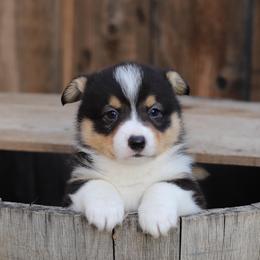 Beans - Black and tan male Pembroke Welsh Corgi puppy in Butte Meadows, California from Julia's Pembroke Welsh Corgis
