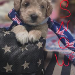 Snow - Apricot male Goldendoodle puppy in Cherry Tree, Pennsylvania from Plum Creek Acres Next Generation