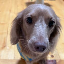 Zozo - Cream female Dachshund puppy in Bennett, North Carolina from Cherished Dachshunds