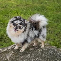 Ellie May - Pomeranian