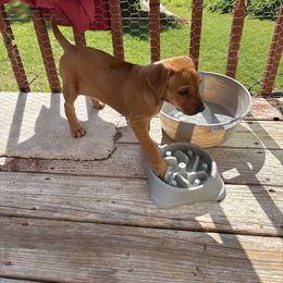 Girl 2 - female Rhodesian Ridgeback puppy in Layton, Utah from Penny's Puppies (Rhodesian Ridgeback)