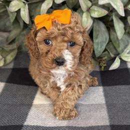 Robyn - Orange - Red female Cavapoo puppy in South Jordan, Utah from Simply Sweet Paws. LLC