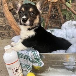 Pembroke Welsh Corgis from Sarah’s Mystic Kennels