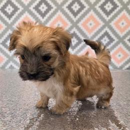 Huxley - Gold male Morkie puppy in Monticello, Iowa from Ashley’s Puppies