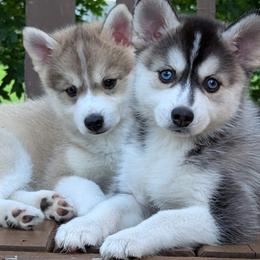 Companion Crosses from Minneapolis Fabulous Pomskies