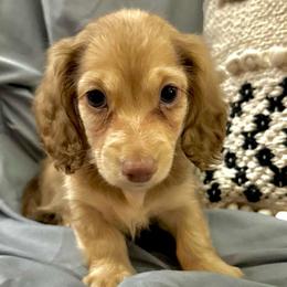 Santy- Chocolate Base Shaded Cream- 2700 - Cream male Dachshund puppy in Biloxi, Mississippi from Southern Doxies Ms