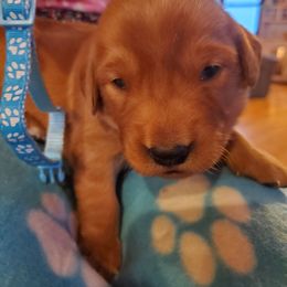 Blue - Dark golden male Golden Retriever puppy in Lanesboro, Minnesota from Eagle Ridge Golden Retrievers