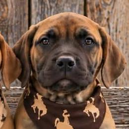 Woody-Orange Collar - Brown male Boerboel puppy in Laramie, Wyoming from Standing Stone Boerboels