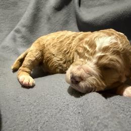 Green - Parti male Goldendoodle puppy in Wittenberg, Wisconsin from Cedar River Kennel