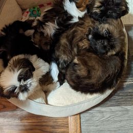 Shih Tzu Puppies from JeN's Shih Tzu