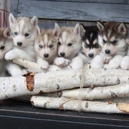 Siberian Husky Puppies from Antler Creek Siberians