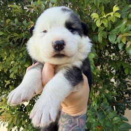 Black mismark panda male - Panda male German Shepherd puppy in California from Singleton Shepherds