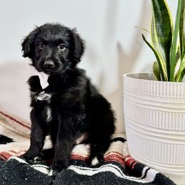 Atlas Moth - Black and white male Aussiedoodle puppy in Taylors, South Carolina from Aspen Mountain Doodles LLC