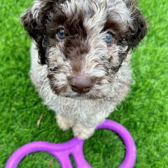 Newfypoo Puppies from Two Sisters Ranch, LLC