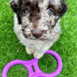 Newfypoo Puppies from Two Sisters Ranch, LLC