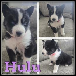 Hulu - Black and white female Siberian Husky puppy in Wheeler, Michigan from Haase Family Kennels